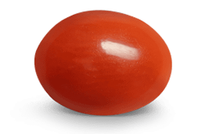 Japanese Red Coral